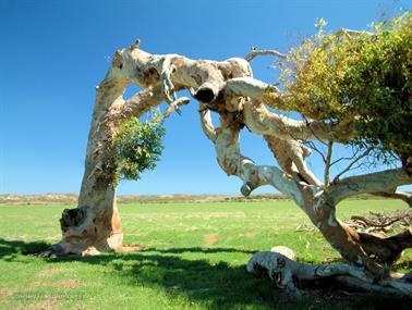 Red River Gum, Greenough, Western Australia